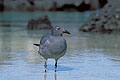 Lava Gull, feet in the shalow water, while the tide is rising...
