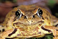 Portrait d'une grenouille rousse