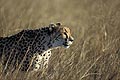 Cheetah, female walking in long grasses