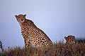 Female Sheetah & her Cub on termite mound in the evening light