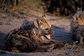 Young Hyena in front the den, yawning