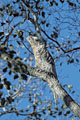 Common Potoo, invisible in a tree during the day