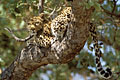 Leopard. Sleeping in a tree.
