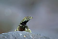Lava lizard (male) / Espanola Island