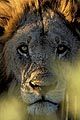 Vertical portrait of a big male lion