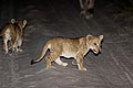 Lion cub on a road by night, following his mother and his brother...or sister...