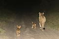 Lionne accompagne de ses lionceaux sur une piste la nuit