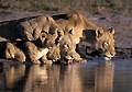Lionnes et leurs lionceaux au point d'eau le matin