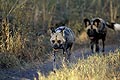 African Wild Dog, late afternoon
