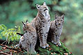 Lynx, femelle et ses deux jeunes