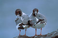Swallow-tailled Gull couple