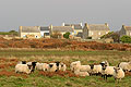 Moutons, pâturent en liberté à Ouessant