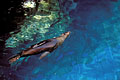 Otarie des Galapagos nage dans une piscine naturelle  mare haute