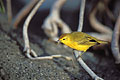 Yellow Warbler / Genovesa