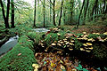 Paysage d'automne en forêt domaniale de Carnoët