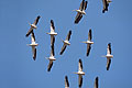Vol de plicans blancs