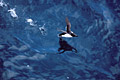 Pingouin torda au décollage sur l'eau