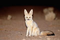 Cape Fox during the night in the Namib Desert