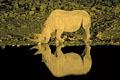 Rhinoceros noir au point d'eau la nuit / Etosha