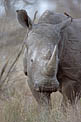 Portrait de Rhino blanc