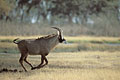 Roan Antelope, bull , running