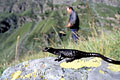 Salamandre de Lanza. Massif Queyras. Alpes