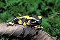 Salamandre tachetée en forêt