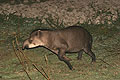 South American Tapir, close to a gravel road