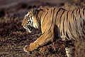 Tigre du Bengale, mâle , sort de la forêt sèche.