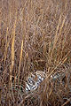 Tigresse dans les hautes herbes d'une prairie marécageuse