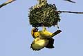 Village or Spotted-Backed Weaver at nest.
