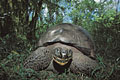 Galapagos Giant Tortoise / Santa Cruz