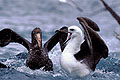 Albatross & Giant Petrel fighting / Offshore of New Zealand