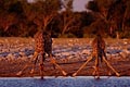 Girafes au point d'eau en position dlicate