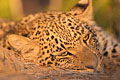Young leopard still sleepy on top of a termite mound