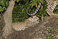 Jeune lopard avec sa mre dans un arbre la nuit
