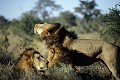 Lion mâle adulte s'ébroue avec ses deux frères.
Male Lions coalition.
(Panthera leo)
Northern Okavango Delta /  Botswana  