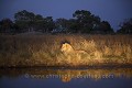 Lion, grand male adulte la nuit au bord d'une rivière. 
Lion, big male adult, near a river.
(Panthera leo)
Nord Delta de l'Okavango, Botswana 
 Afrique 
 lion 
 mâle 
 mammifère 
 félin 
 big five 
 Okavango 
 Delta 
 Linyanti 
 Darkness 
 darkness 
 night 
 Night 
 nuit  