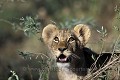 Lionceau regarde un oiseau voler et crier au-dessus de lui..
Lion Cub seeing a bird flying above him.
(Panthera leo)
Northern Okavango Delta
BOTSWANA  