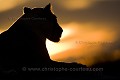 (Panthera leo). Désert du Kalahari Central. Botswana. Panthera leo,
Lion,
sunset,
coucher du soleil,
lumière,
light,
Botswana,
Mammal,
mammifère,
silhouette,
ombre,
 