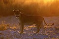 Lionne au coucher du Soleil. Lioness at Sunset
(Panthera leo)
Botswana Africa 
 Afrique 
 animaux 
 aride 
 Botswana 
 Delta 
 desert 
 dry 
 eau 
 eau douce 
 faune 
 Kalahari 
 Kwando 
 Lebala 
 nature 
 Okavango 
 safari 
 safari photo 
 sauvage 
 voyage 
 water 
 wetland 
 Wilderness 