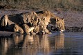 Lionnes et lionceaux boivent au point d'eau le matin après avoir mangé toute la nuit.
Lionesses  Cubs drink together at water hole in the morning light.
(Panthera leo)
Okavango Delta / BOTSWANA  