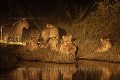 Lionnes et jeune lions en train de boire la nuit / Lionesses and young lions drinking at night.
(Panthera leo)
Delta de l'Okavango
Okavango Delta
BOTSWANA 
 Darkness 
 darkness 
 night 
 Night 
 nuit  