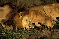 Lion mâle adulte en train de boire au point d'eau.
Lion big male drinking at water hole late in the afternoon.
(Panthera leo)
 April / Botswana  