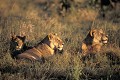 Clan de lions, mère et ses jeunes.
(Panthera leo).
Lion Pride, mother  cubs. Care late in the afternoon.
Okavango Delta / Botswana  