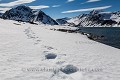 Traces d'ours polaire le long d'un fjord dans le nord du Spitzberg. Svalbard. (Ursus maritimus). Norvège 
 Norway 
 Spitzberg 
 Svalbard 
Ours polaire,
ours,
traces,
fjord,
Ursus
maritimus,
Polar, 
Bear,
track,
trail,
snow,
neige
 