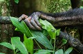 Main de Chimpanzé (Pan troglodytes schweinfurthi) dans la forêt de Kibale (Réserve Nationale). Ouganda.

 Afrique 
 Kibale 
 Ouganda 
 Pan troglodytes schweinfurthi 
 Uganda 
 africa 
 hand 
 holding 
 main 
 tenir 