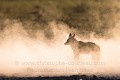 Chacal à chabraque (Canis mesomelas)  dans la poussière du désert du Makgadikgadi. Nord Botswana. Afrique 
 Black-Backed 
 Botswana 
 Canis 
 Chacal 
 Jackal 
 Nxai 
 Pan 
 chabraque 
 combat 
 desert 
 dust 
 désert 
 fight 
 mesomelas 