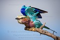 Rollier à longs brins, prêt à décoller. (Coracias caudatus). Botswana Afrique 
Botswana
Rollier,
long
brins,
Coracias,
 caudatus,
Roller,
Lilac,
Breasted
bird,
oiseau,
couleurs
 