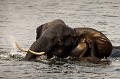 Eléphants d'Afrique en train de traverser la rivière Chobe en nageant, les trompes hors de l'eau. (Loxodonta africana). Frontière entre Namibie et Botswana. Afrique 
 Botswana 
 africa 
éléphant
elephant
rivière
river
crossing
traverser
nager
swimming
Chobe
 